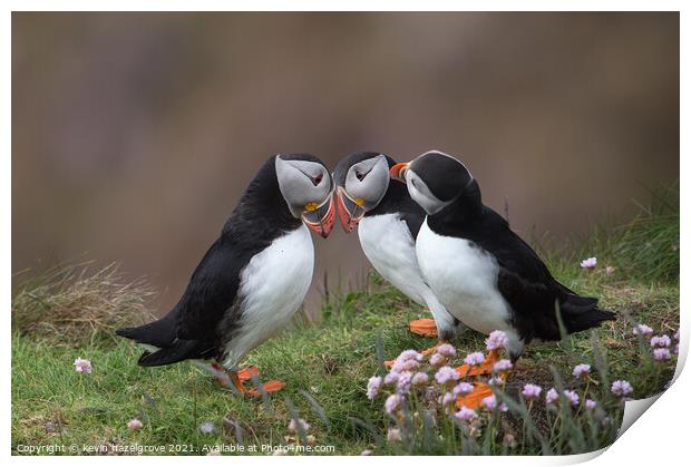 Puffin love Print by kevin hazelgrove