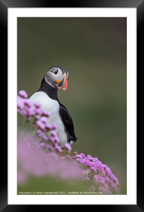 Puffin in pink flowers Framed Mounted Print by kevin hazelgrove