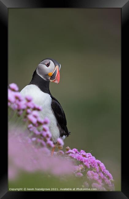 Puffin in pink flowers Framed Print by kevin hazelgrove