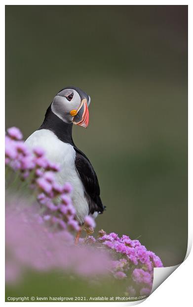 Puffin in pink flowers Print by kevin hazelgrove