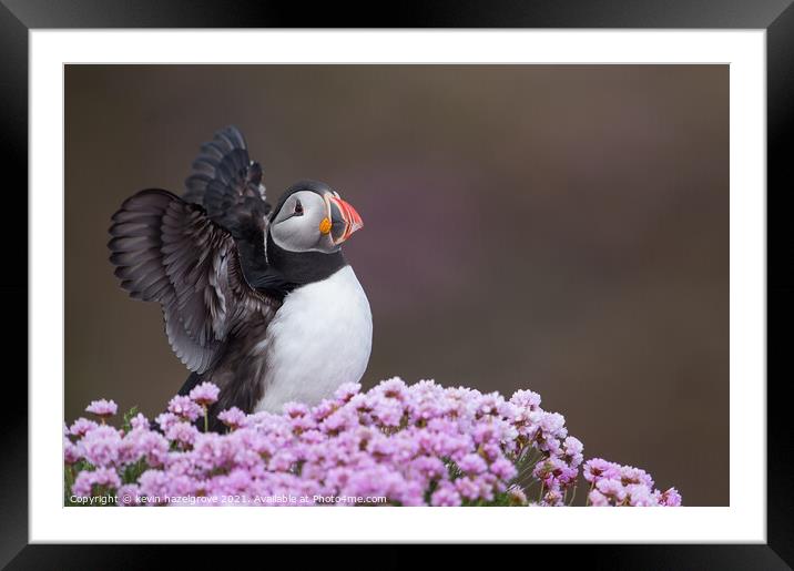 Puffin in sea pink Framed Mounted Print by kevin hazelgrove