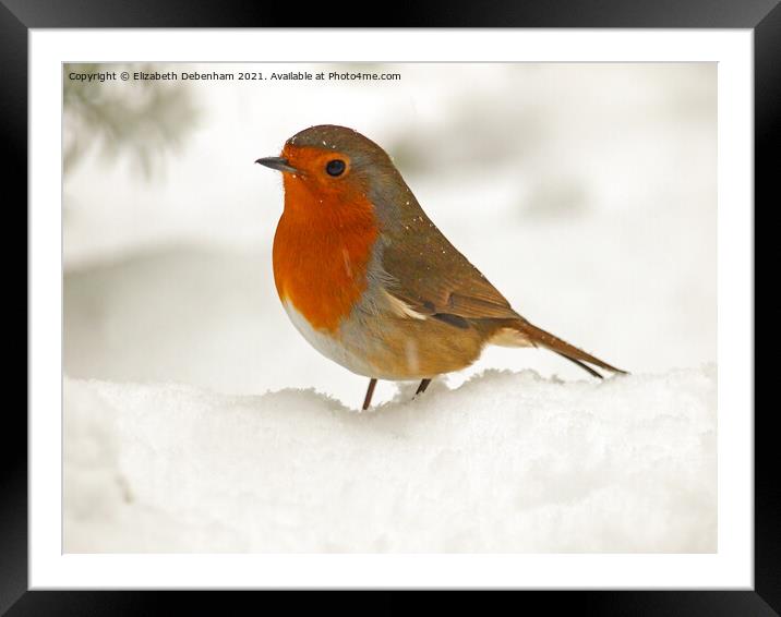 Robin in Snow Framed Mounted Print by Elizabeth Debenham