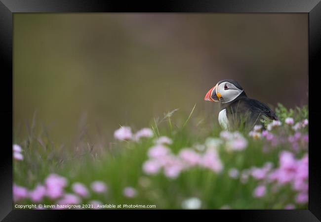 Puffin in thrift Framed Print by kevin hazelgrove