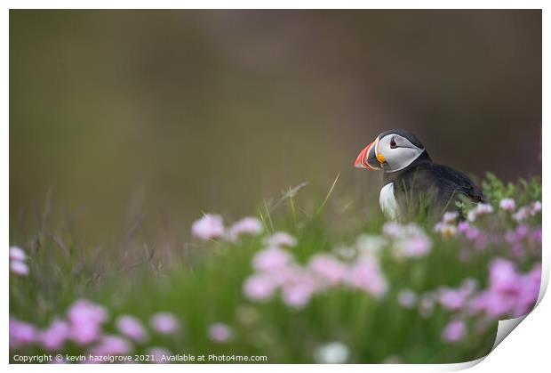 Puffin in thrift Print by kevin hazelgrove