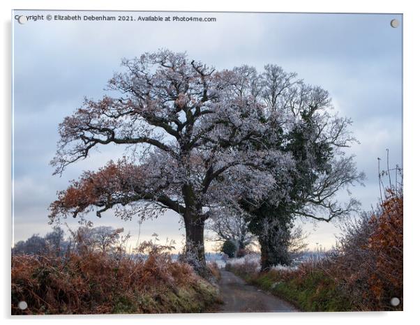Oak Trees in Hoar Frost Acrylic by Elizabeth Debenham
