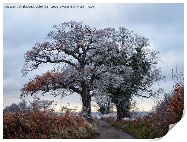 Oak Trees in Hoar Frost Print by Elizabeth Debenham