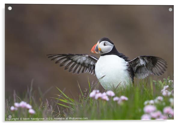 clifftop puffin Acrylic by kevin hazelgrove