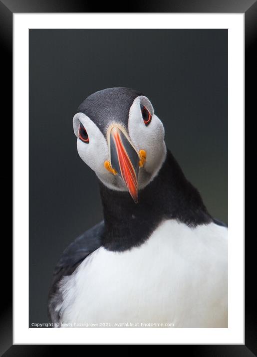 A puffin portrait Framed Mounted Print by kevin hazelgrove