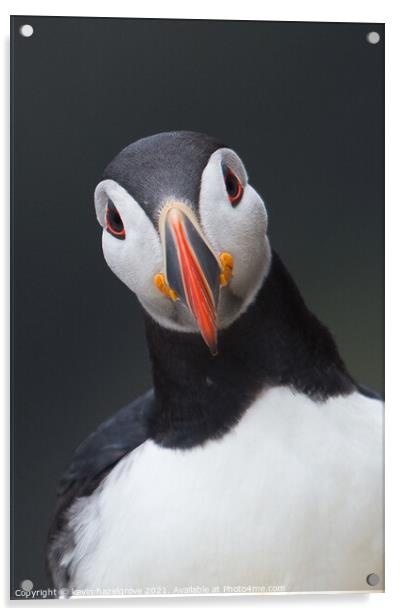 A puffin portrait Acrylic by kevin hazelgrove
