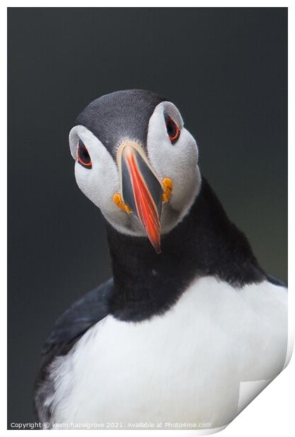 A puffin portrait Print by kevin hazelgrove