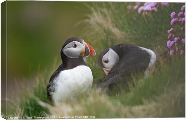 A pair of puffins Canvas Print by kevin hazelgrove
