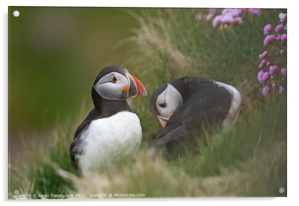 A pair of puffins Acrylic by kevin hazelgrove
