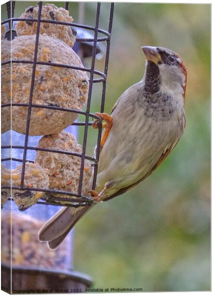 House Sparrow at a feeder winter 2021. Canvas Print by Peter Bolton