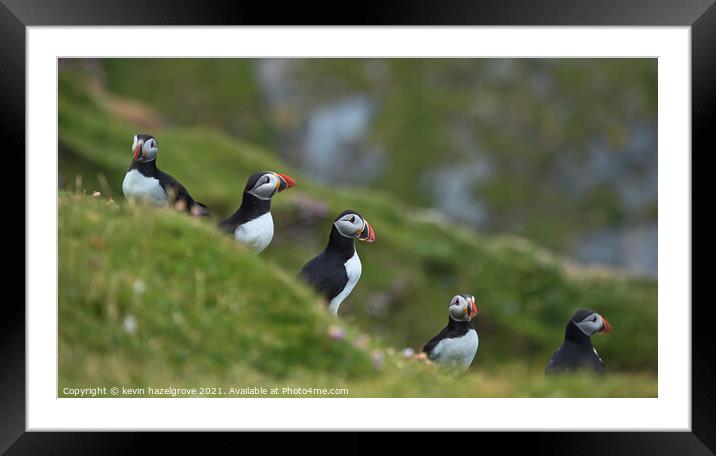 puffin quintet Framed Mounted Print by kevin hazelgrove