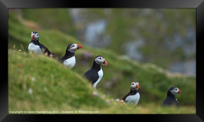 puffin quintet Framed Print by kevin hazelgrove