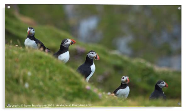 puffin quintet Acrylic by kevin hazelgrove