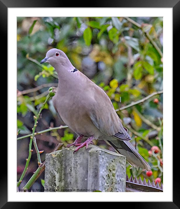 Collared Dove (Streptopelia decaocto). Framed Mounted Print by Peter Bolton