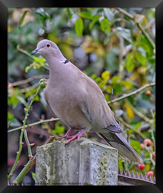 Collared Dove (Streptopelia decaocto). Framed Print by Peter Bolton