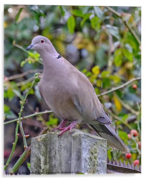 Collared Dove (Streptopelia decaocto). Acrylic by Peter Bolton