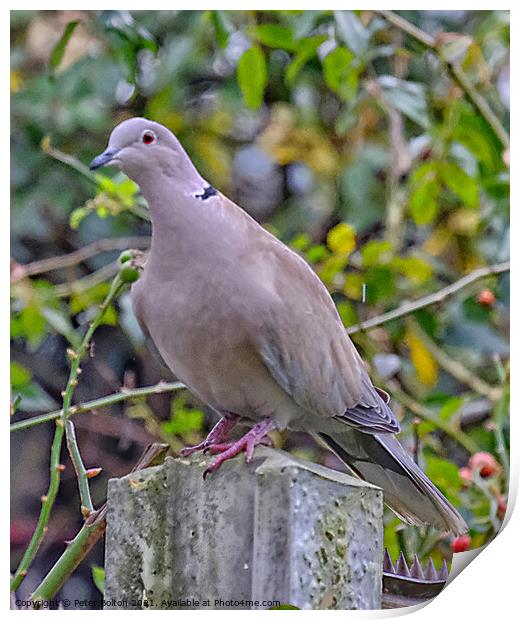 Collared Dove (Streptopelia decaocto). Print by Peter Bolton