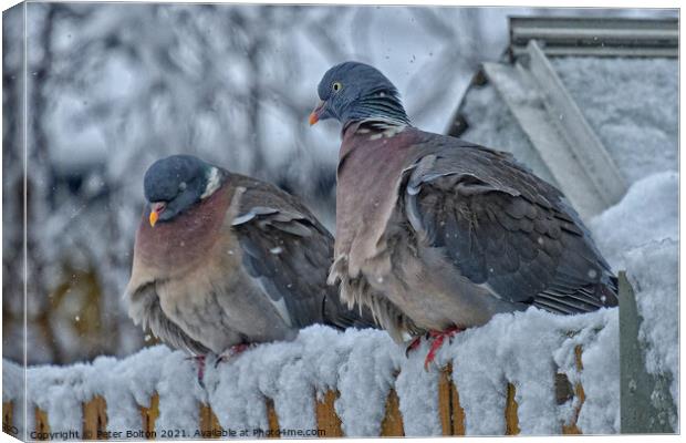 A pair of Wood Pigeons (Columba palumbus) in the snow. Canvas Print by Peter Bolton