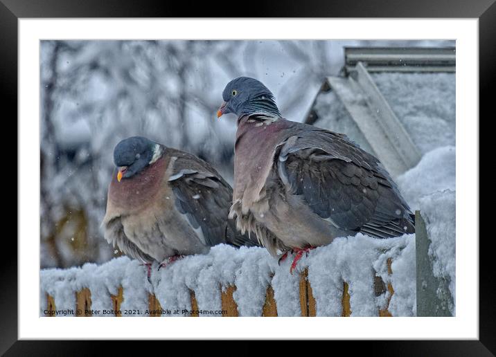 A pair of Wood Pigeons (Columba palumbus) in the snow. Framed Mounted Print by Peter Bolton