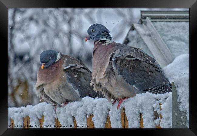 A pair of Wood Pigeons (Columba palumbus) in the snow. Framed Print by Peter Bolton