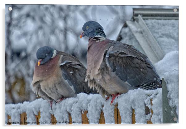 A pair of Wood Pigeons (Columba palumbus) in the snow. Acrylic by Peter Bolton
