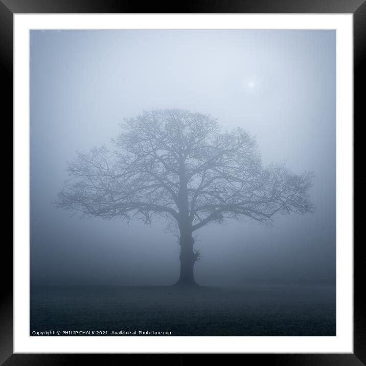 Lone oak tree in the mist 357  Framed Mounted Print by PHILIP CHALK