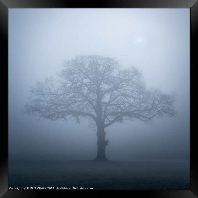 Lone oak tree in the mist 357  Framed Print by PHILIP CHALK