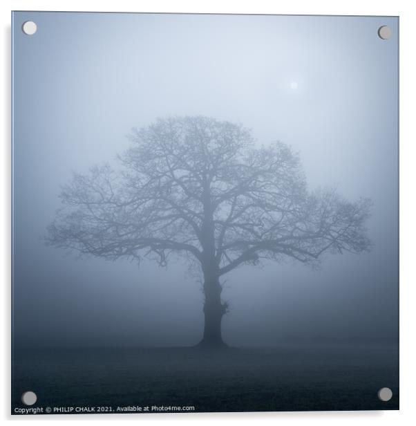 Lone oak tree in the mist 357  Acrylic by PHILIP CHALK
