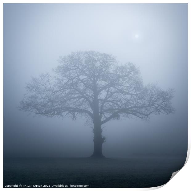 Lone oak tree in the mist 357  Print by PHILIP CHALK