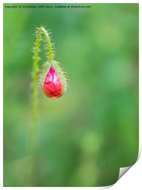 Poppy Bud Print by Jo Sowden