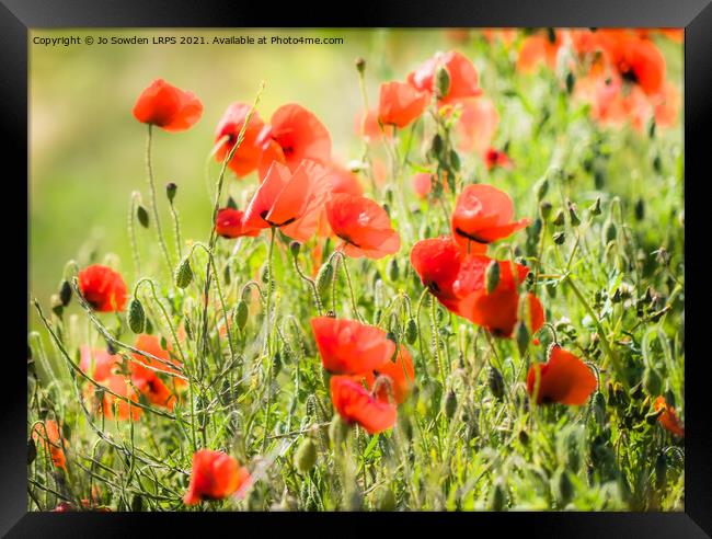 Poppies blowing in the wind Framed Print by Jo Sowden