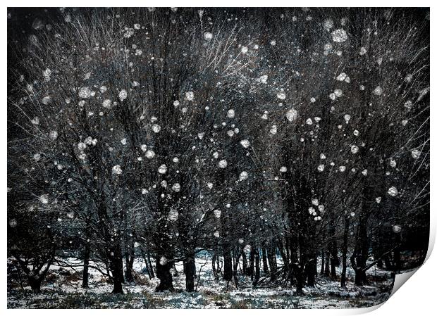 Winter Copse Print by Judith Stewart