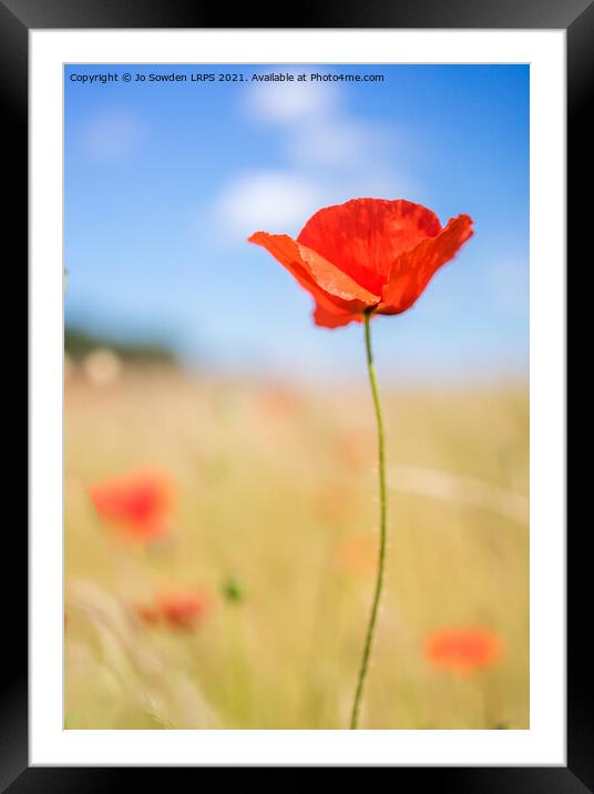 Poppy on a sunny day Framed Mounted Print by Jo Sowden