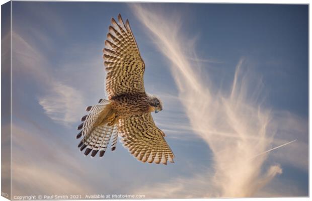 Hovering Kestrel Canvas Print by Paul Smith