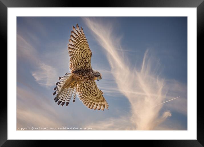Hovering Kestrel Framed Mounted Print by Paul Smith