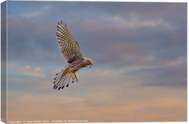 Hovering Kestrel at Sunset Canvas Print by Paul Smith