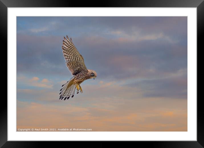 Hovering Kestrel at Sunset Framed Mounted Print by Paul Smith