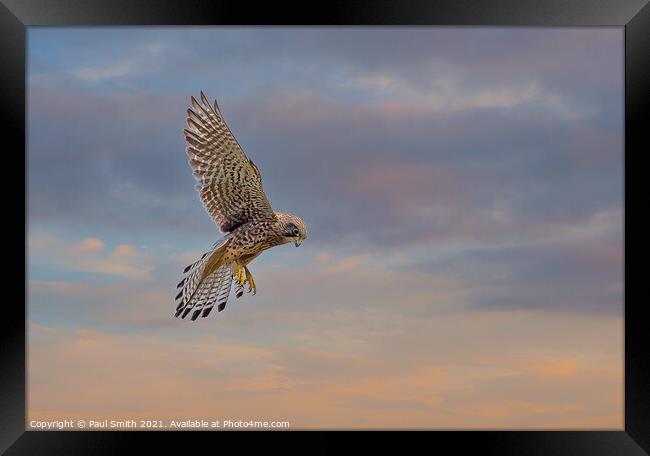 Hovering Kestrel at Sunset Framed Print by Paul Smith
