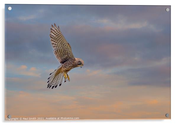 Hovering Kestrel at Sunset Acrylic by Paul Smith