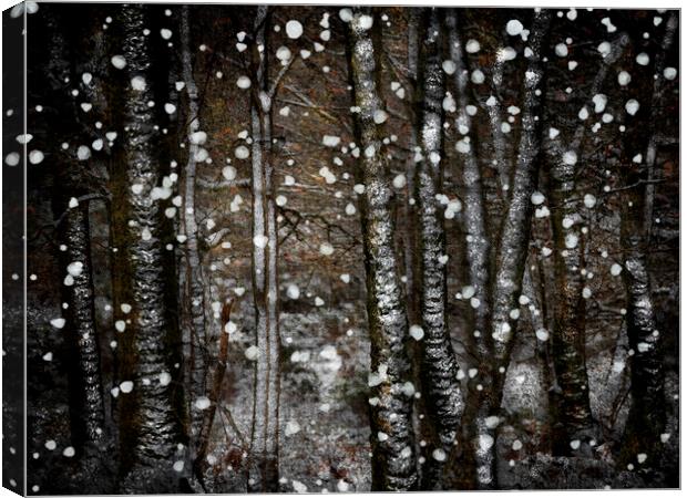 Winter Birches Canvas Print by Judith Stewart