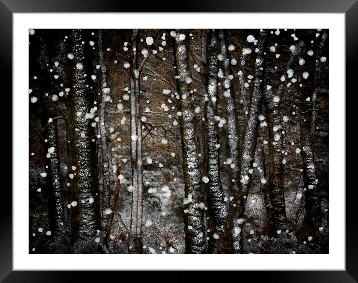Winter Birches Framed Mounted Print by Judith Stewart