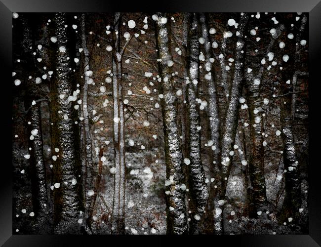 Winter Birches Framed Print by Judith Stewart