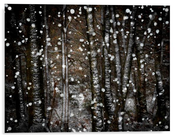Winter Birches Acrylic by Judith Stewart
