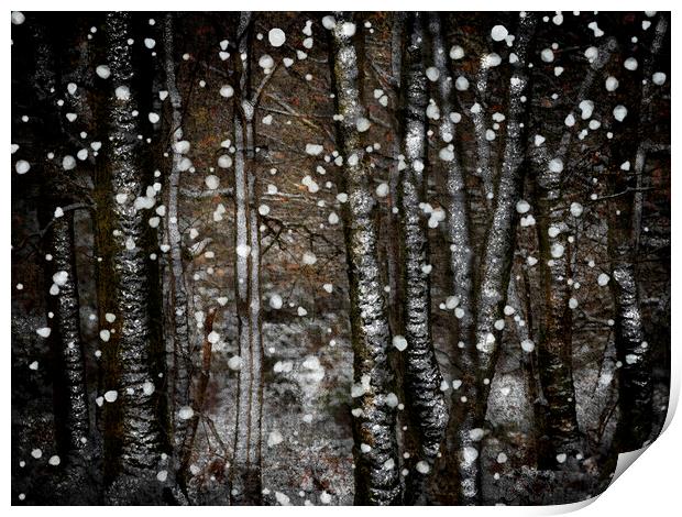 Winter Birches Print by Judith Stewart