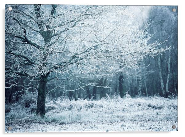Winter Woodland White's Acrylic by Judith Stewart