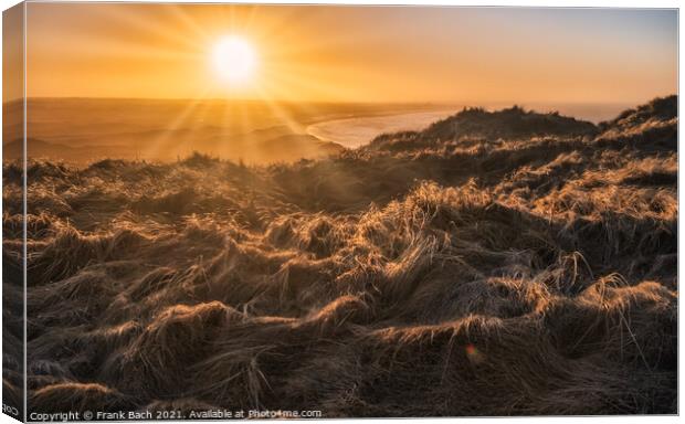 Sunset at the heather near Bulbjerg in north west Denmark Canvas Print by Frank Bach