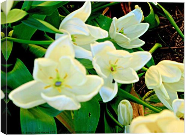White tulips Canvas Print by Stephanie Moore